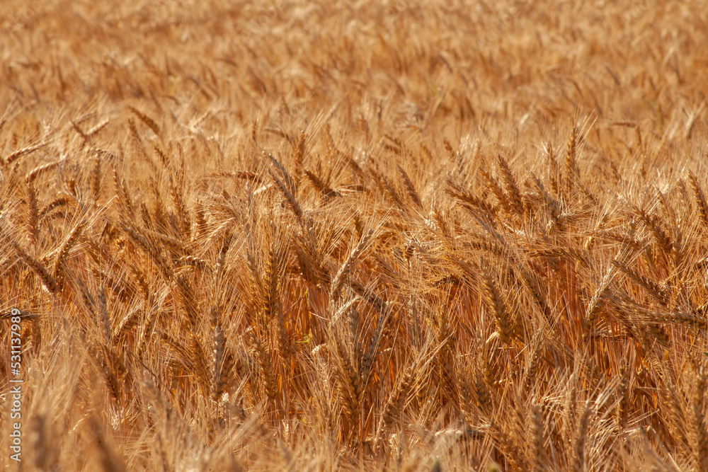 Golden ears of wheat in the field on a sunny day. Golden ears of wheat in the field on a sunny day.