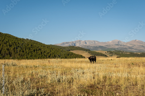 Black Angus Cow is mooing in the grassland at the base of the Big Horn Mountains in Wyoming, USA