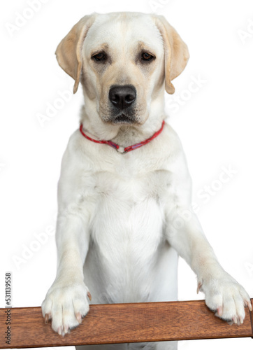 Tablou canvas a young labrador stands on its hind legs, leaning on the bar, and looks into the camera