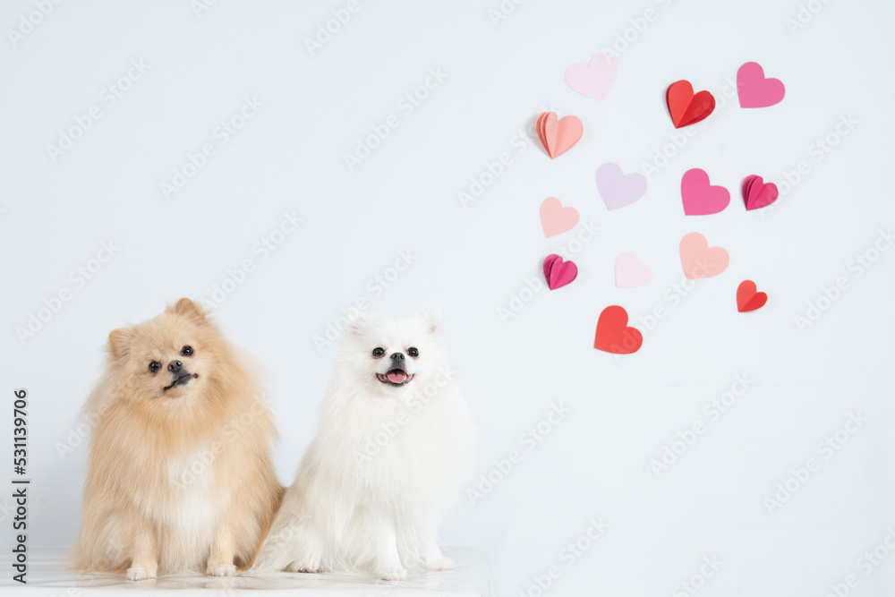 Fototapeta premium Spitz olhando corações