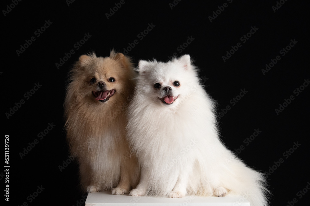 casal de Spitz em fundo preto casal de Spitz em fundo preto