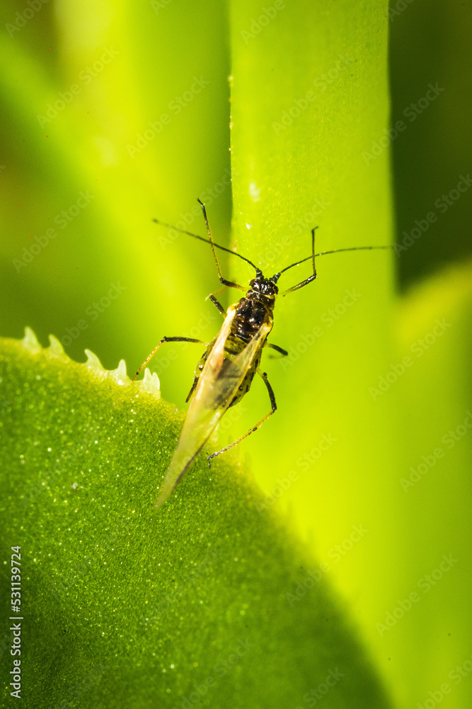 Fototapeta premium natural