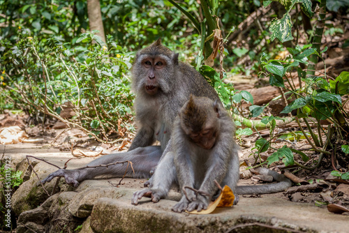 free monkeys in ubud temples in Thailand 