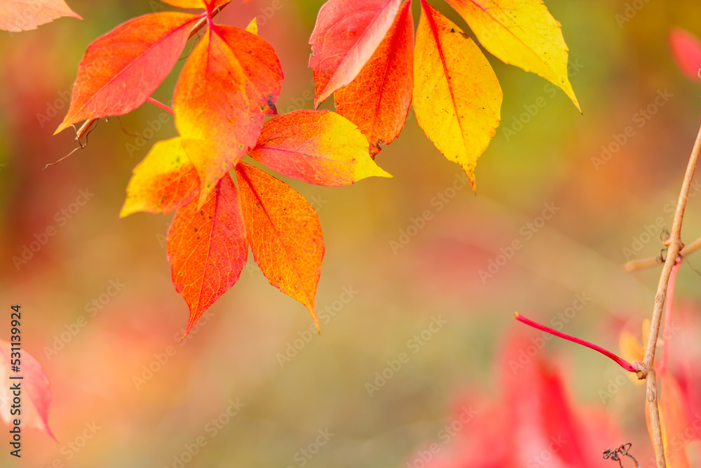 Red autumn leaves of Parthenoc ssus quinquefolia Virginia creeper . Red ivy leaves in autumn. Copy space Red autumn leaves of Parthenoc ssus quinquefolia Virginia creeper . Red ivy leaves in autumn. Copy space