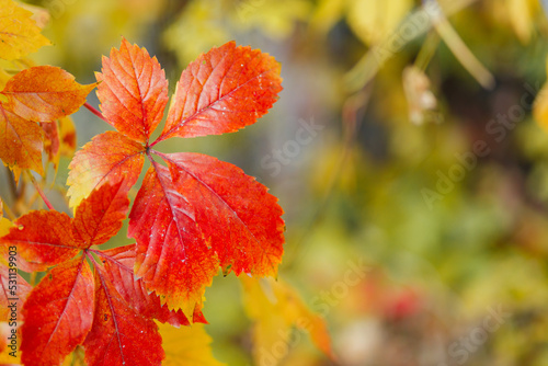 Red autumn leaves of Parthenoc ssus quinquefolia Virginia creeper . Red ivy leaves in autumn. Copy space