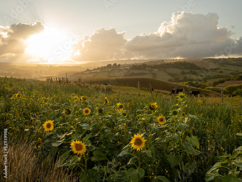 field of sunflowers and sunset