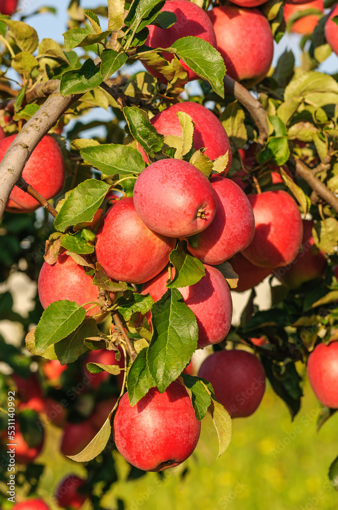 Obraz premium Ripe red juicy apples on a tree branch