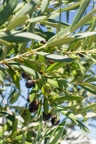 Olives ripening on a branch in an olive grove
