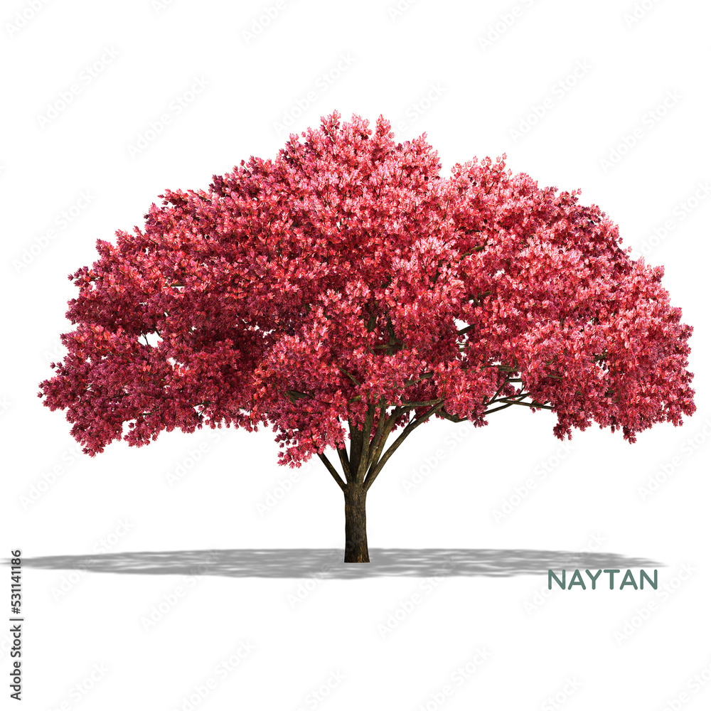 Obraz premium tree with flowers red color 