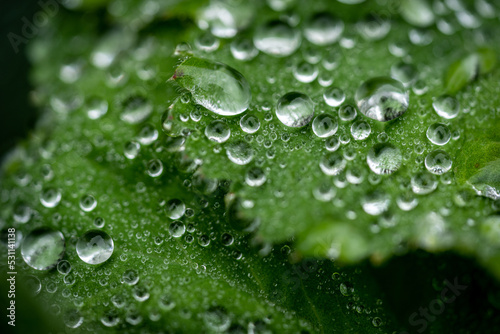 Droplets on a leaf during rain