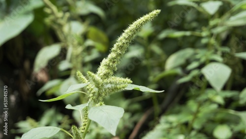 Green plants and flowers of Amaranthus powellii also known as Powells amaranth, pigweed, smooth, Green amaranth. photo