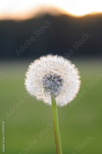 dandelion on green background