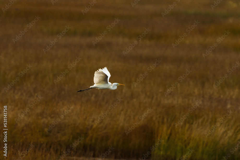 Great egret (Ardea alba) flying over the reeds.
