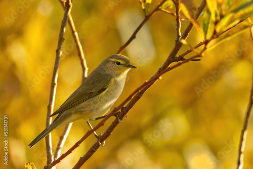 Willow warbler (Phylloscopus trochilus) sitting on a branch.