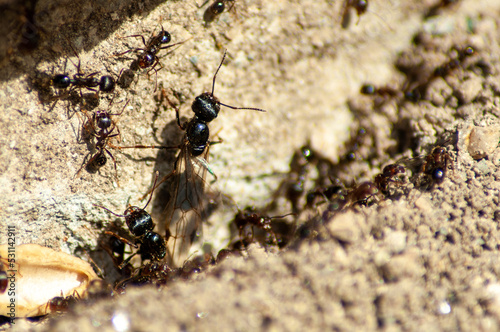 Queen ant followed by worker ants