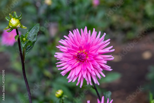 Dahlia Flowers photo