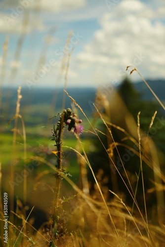 spider on a grass © Benjamin