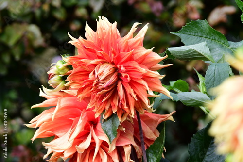 Dahlia Flowers photo