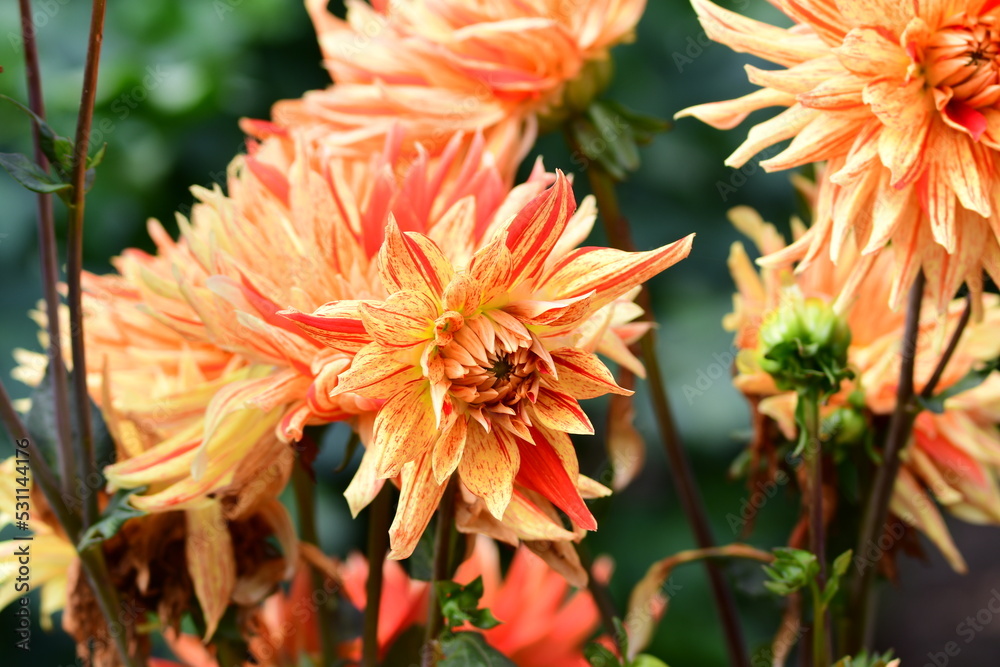 Dahlia Flowers