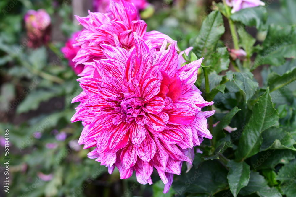 Dahlia Flowers