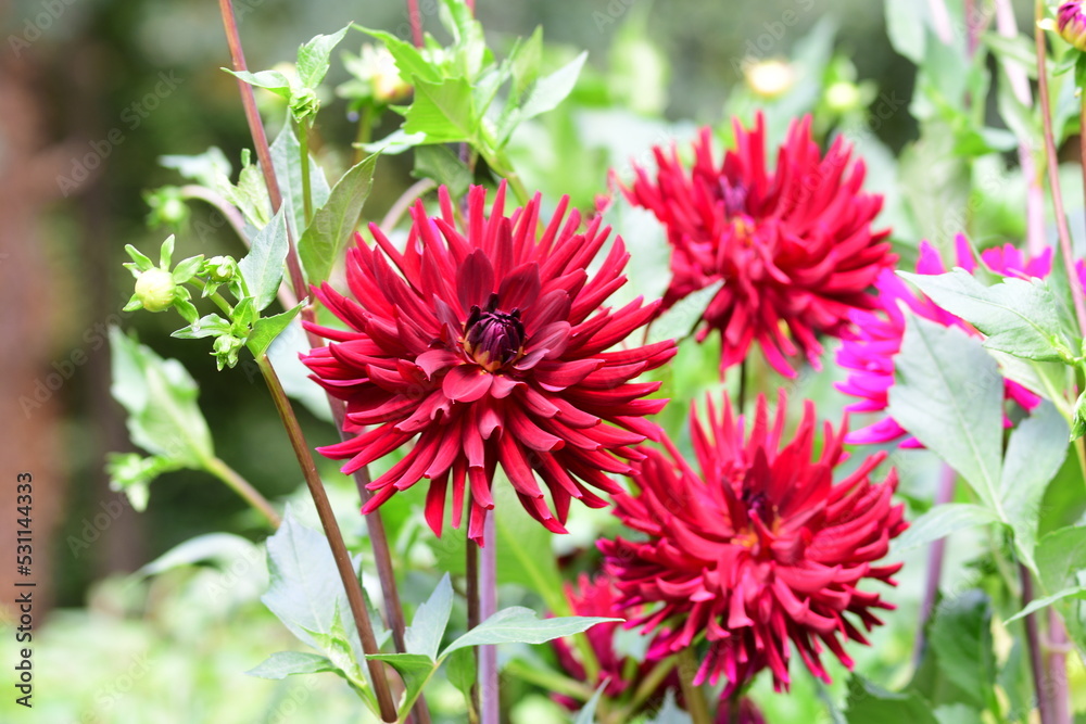 Dahlia Flowers