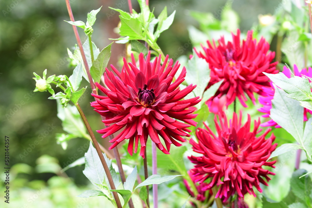 Dahlia Flowers