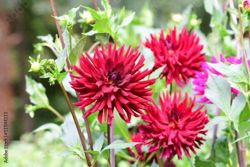 Obraz na płótnie Dahlia Flowers w salonie
