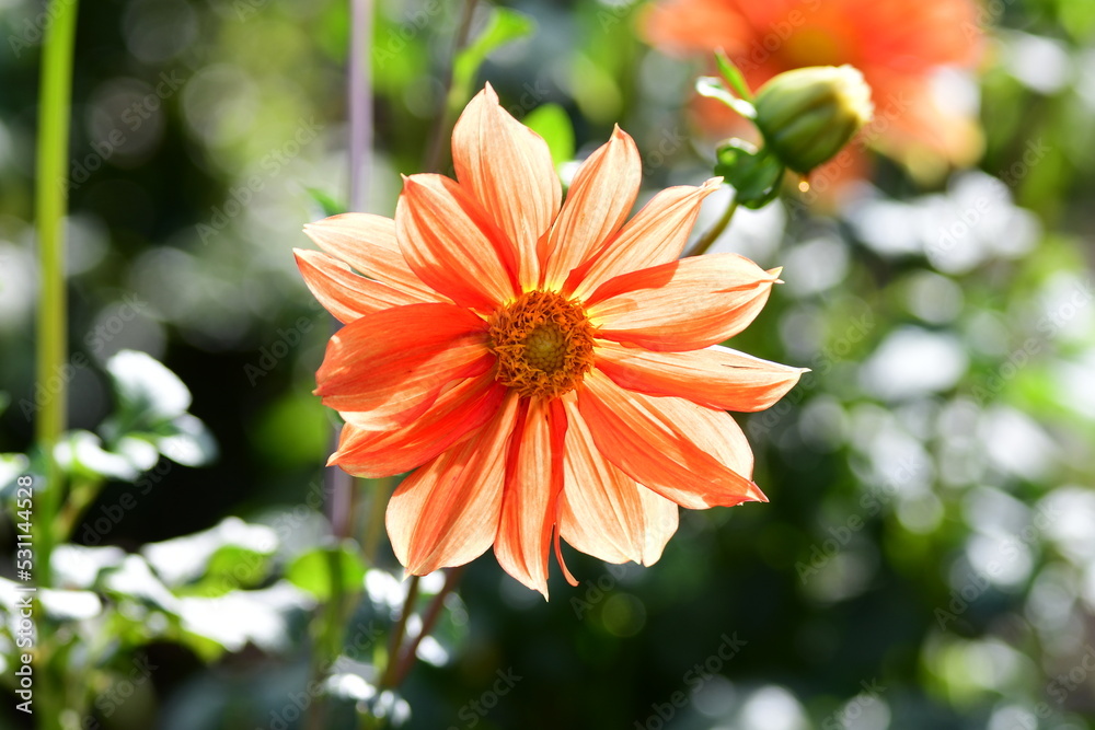 Dahlia Flowers