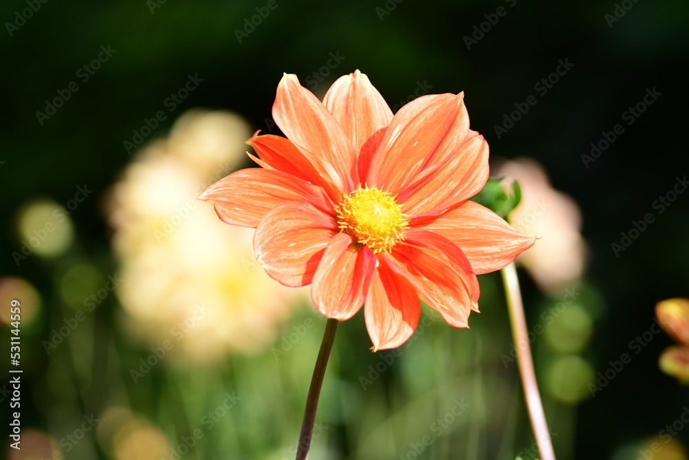 Dahlia Flowers