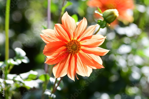 Obraz na płótnie Dahlia Flowers w salonie