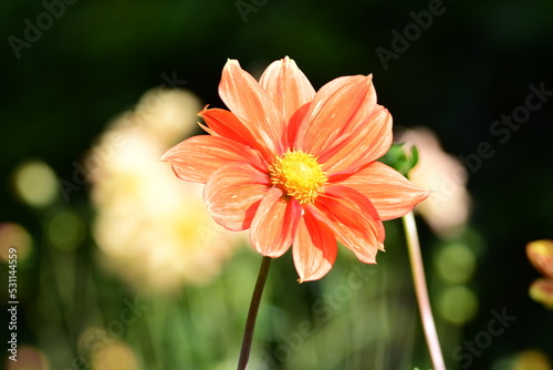 Obraz na płótnie Dahlia Flowers w salonie