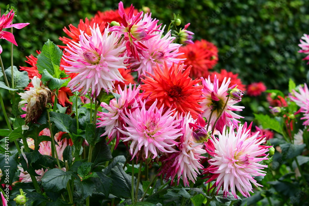 Dahlia Flowers