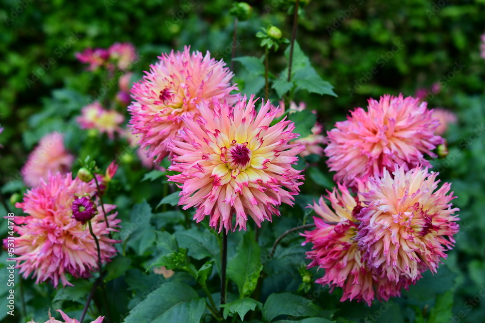 Dahlia Flowers