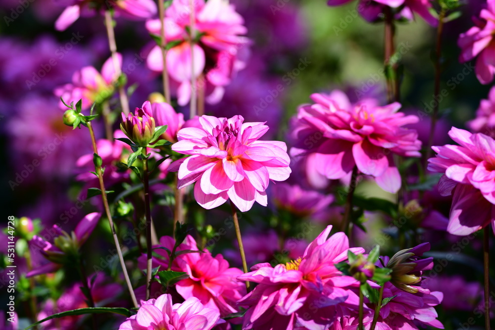 Dahlia Flowers
