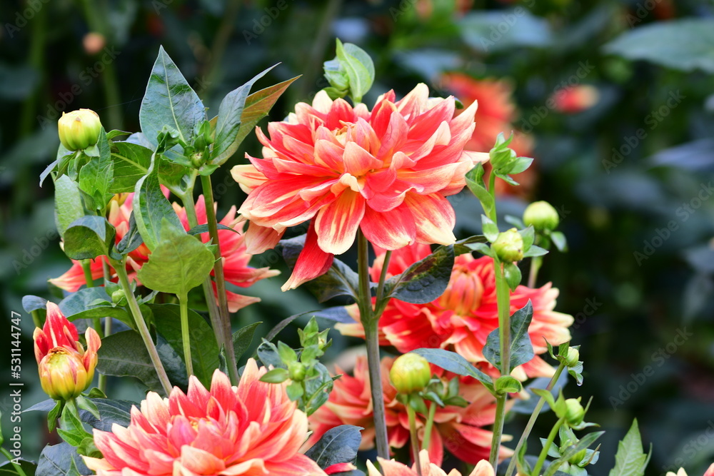 Dahlia Flowers