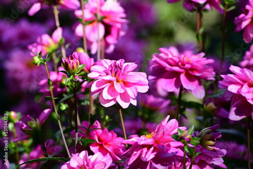 Obraz na płótnie Dahlia Flowers w salonie