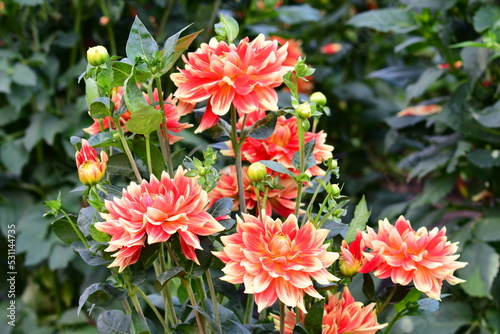 Obraz na płótnie Dahlia Flowers w salonie