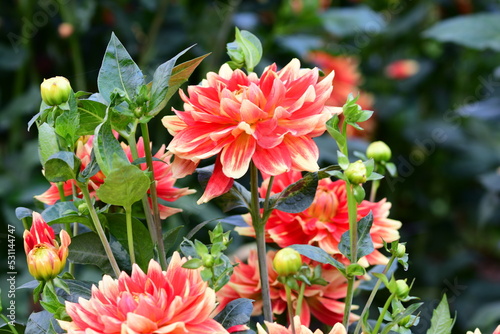 Obraz na płótnie Dahlia Flowers w salonie