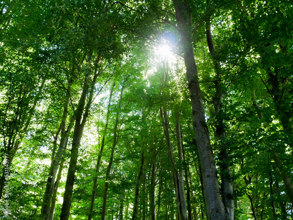 Sonne scheint durch die Bäume im Wald auf eine Lichtung Sonne scheint durch die Bäume im Wald auf eine Lichtung