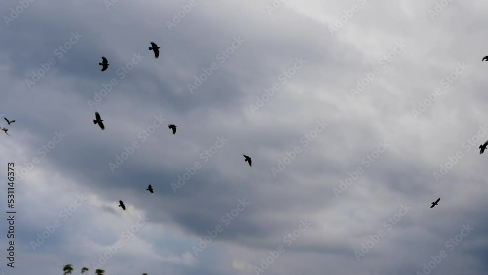 Soft focus flock of black birds flies in the sky with dark clouds, many