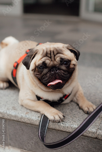 Portrait of Beautiful male Pug puppy dog in front of the sunny background