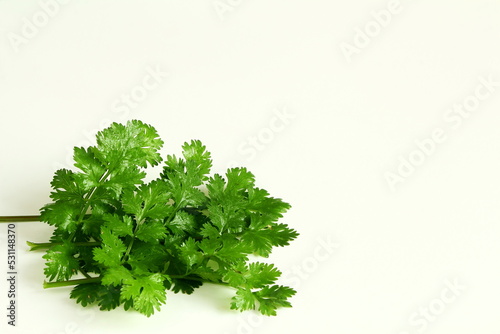 fresh coriander green leaves bunch isolated in white background, copy space