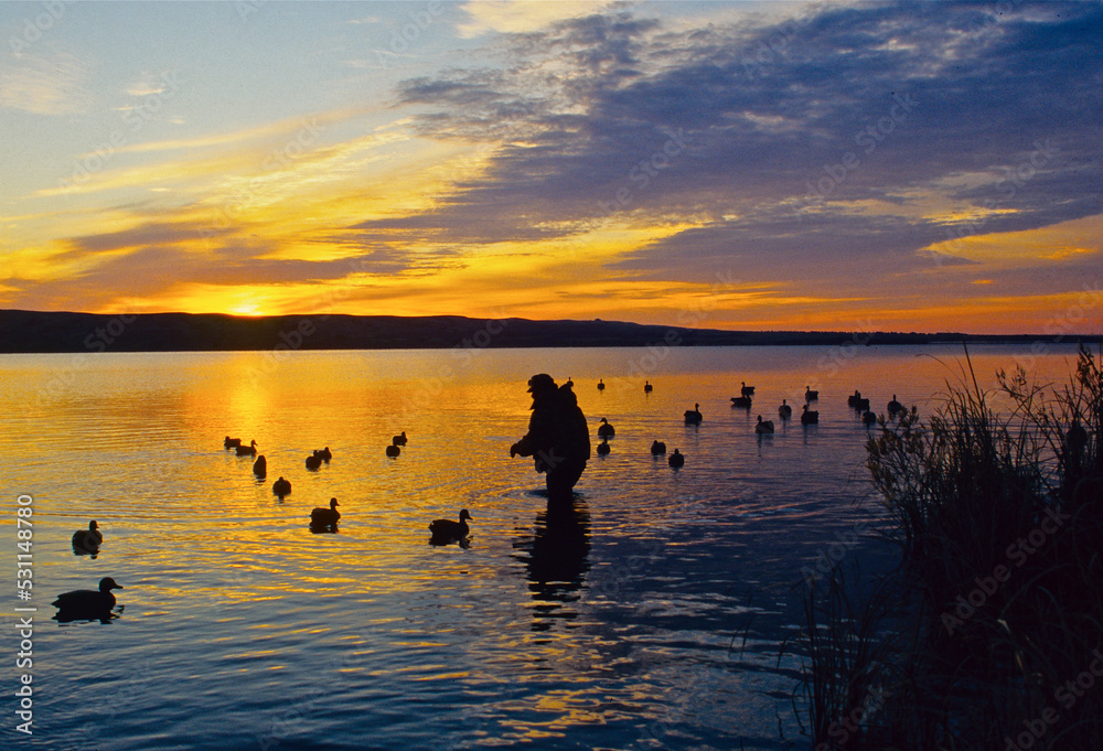 A waterfowl setting decoys at sunrise 