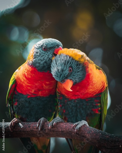 Couple of Lorikeet lovebirds perched together on a branch photo