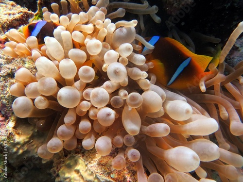 red sea clown fish © Ayman
