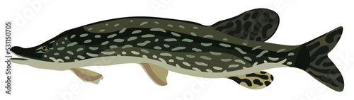Long pike fish underwater animal sea creature illustration