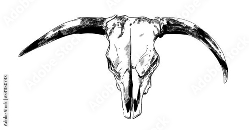 Skull of a bull - vector illustration