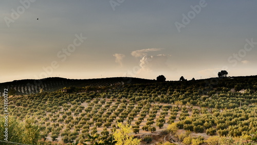 Olive trees field in Andalucía © N4choletti