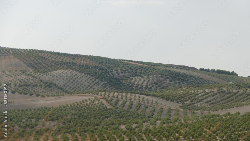 Olive trees field in Andalucía Olive trees field in Andalucía