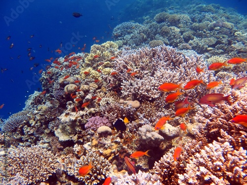 Fototapeta Naklejka Na Ścianę i Meble -  red sea fish and coral reef of blue hole egypt